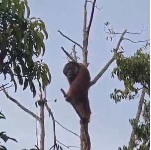 Foto: Geger! Orangutan Masuk Kebun Durian Warga di Sukadana, Polisi dan BKSDA Turun Tangan | Pifa Net