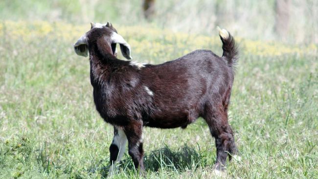 Foto: Ratusan Warga AS Diduga Terpapar Rabies Usai Berinteraksi dengan Anak Kambing | Pifa Net