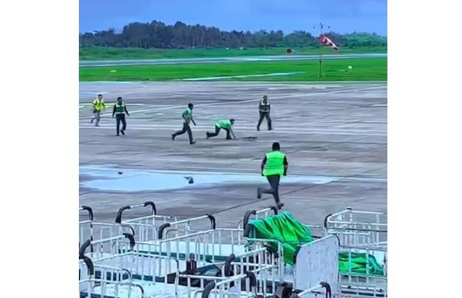 Foto: Momen Petugas Bandara Supadio Mengejar Biawak yang Masuk ke Area Parkiran Pesawat | Pifa Net