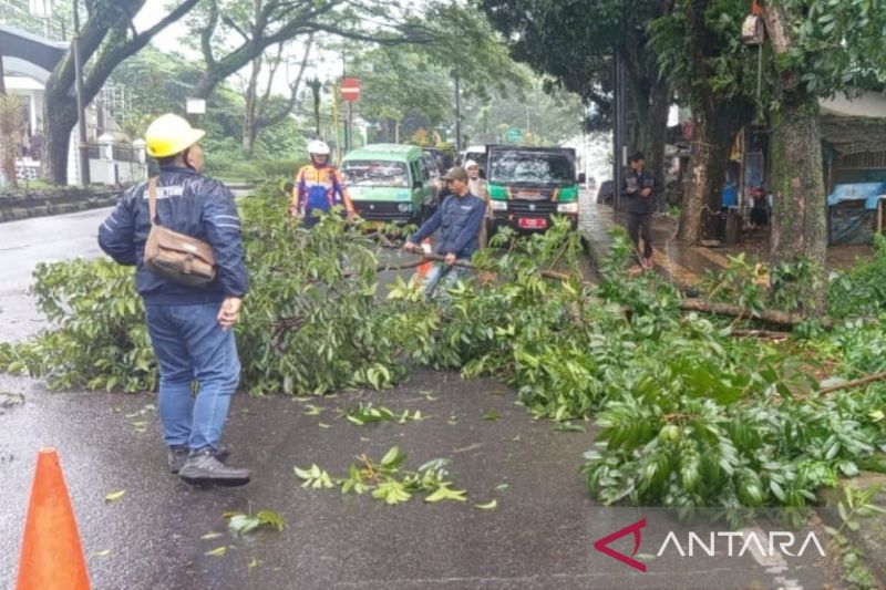 Foto: Antisipasi Cuaca Ekstrem, DLH Cianjur Pangkas Pohon di Jalur Utama | Pifa Net