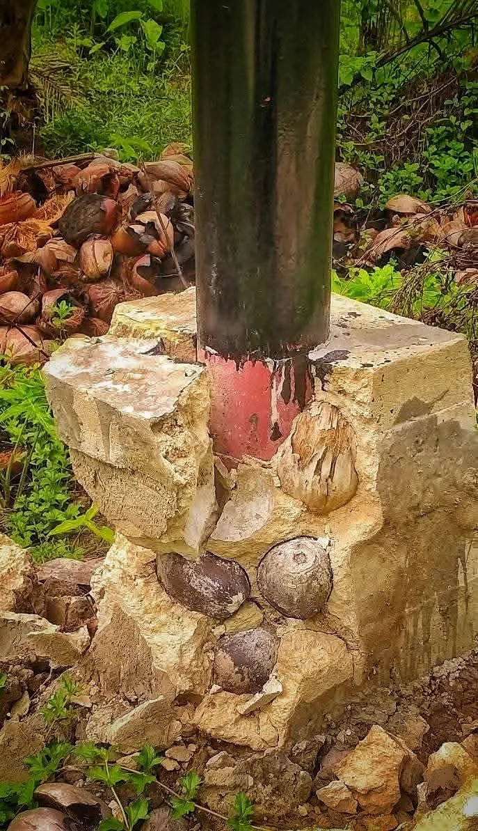Foto: Viral! Pondasi Tiang Listrik di Sambas Dicor Pakai Batok dan Sabut Kelapa, Warganet Geram | Pifa Net