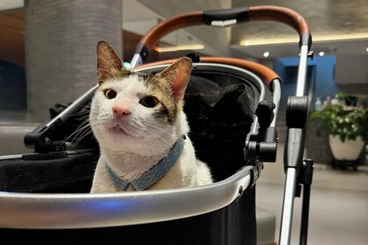 Kucing milik Presiden Prabowo Subianto, Bobby Kertanegara kini tinggal di Istana Negara. (Instagram @bobbykertanegara)