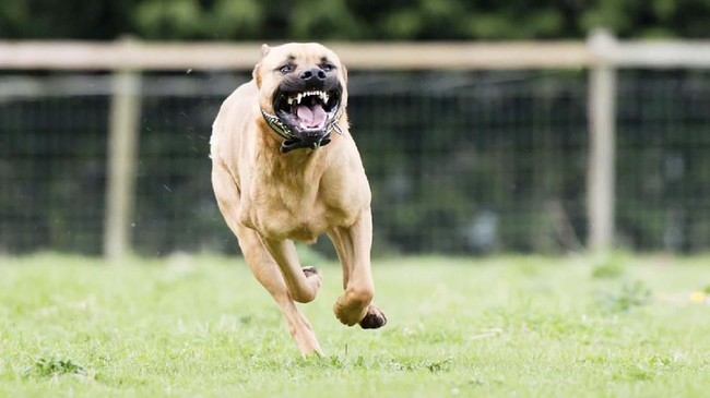 Foto: Pitbull Serang Anak SD di Bandung, Polisi Amankan dan Karantina Anjing | Pifa Net